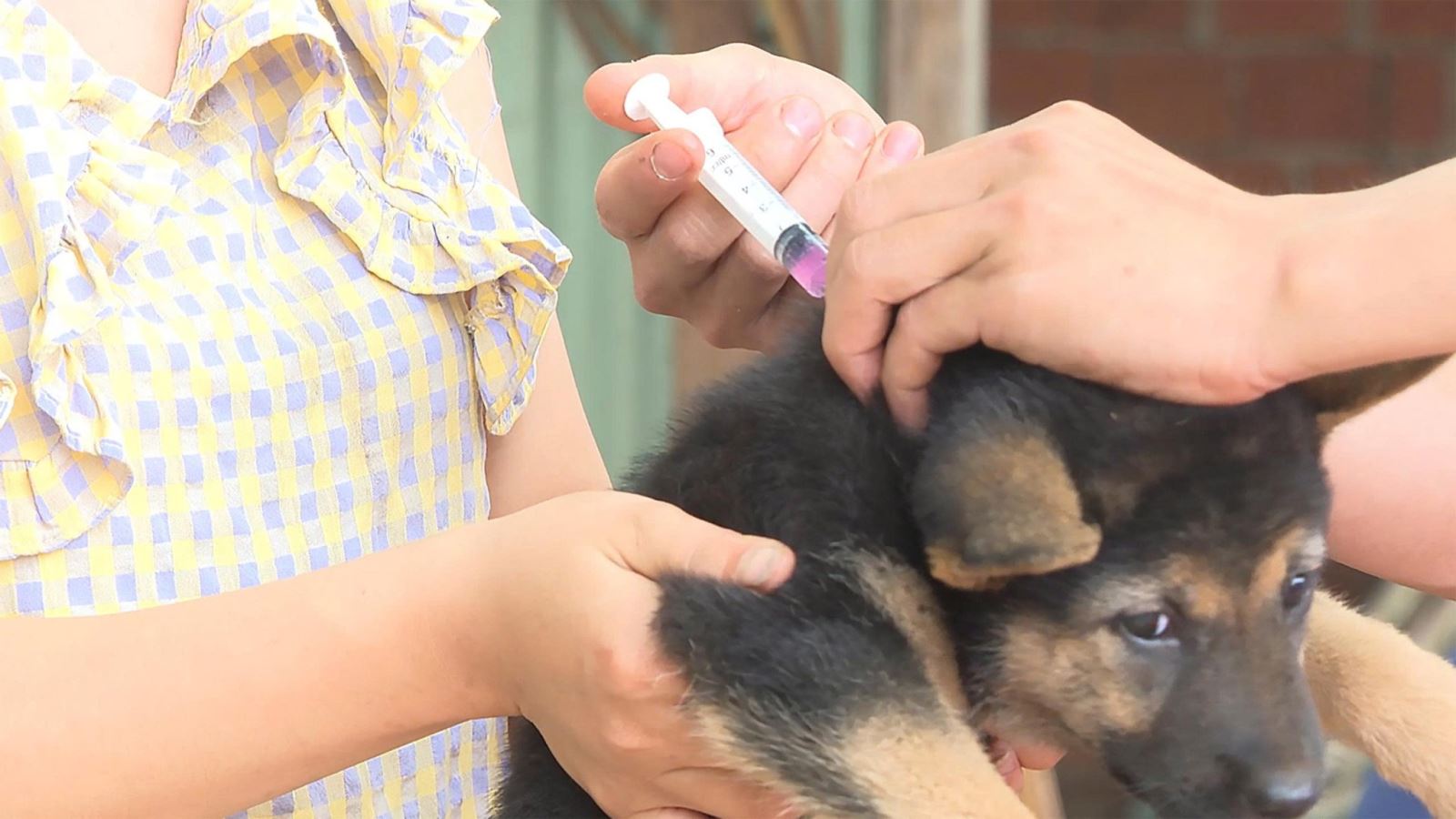 Người dân phối hợp với lực lượng thú y tiêm phòng dại cho vật nuôi, chủ động bảo vệ sức khỏe gia đình và cộng đồng.